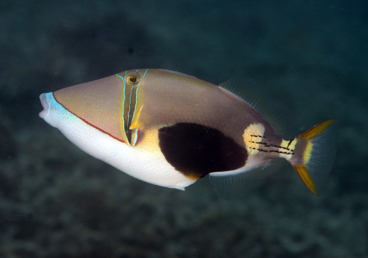 Bursa Triggerfish