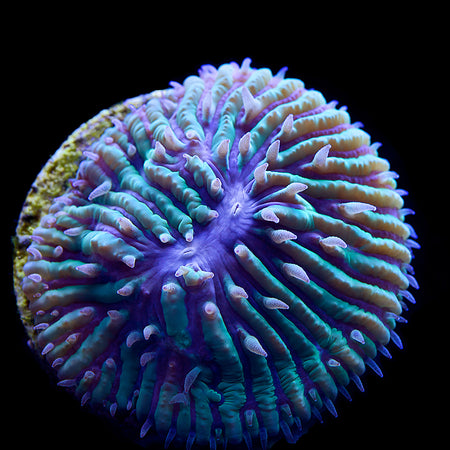 Blue Eye Lithophyllon Chalice