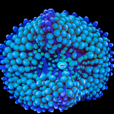 Blue Ricordea florida Mushroom