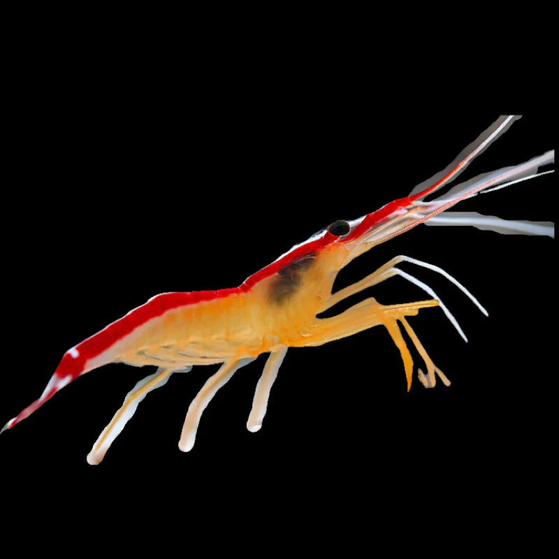 Cleaner Shrimp