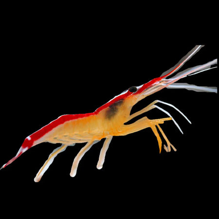 Cleaner Shrimp