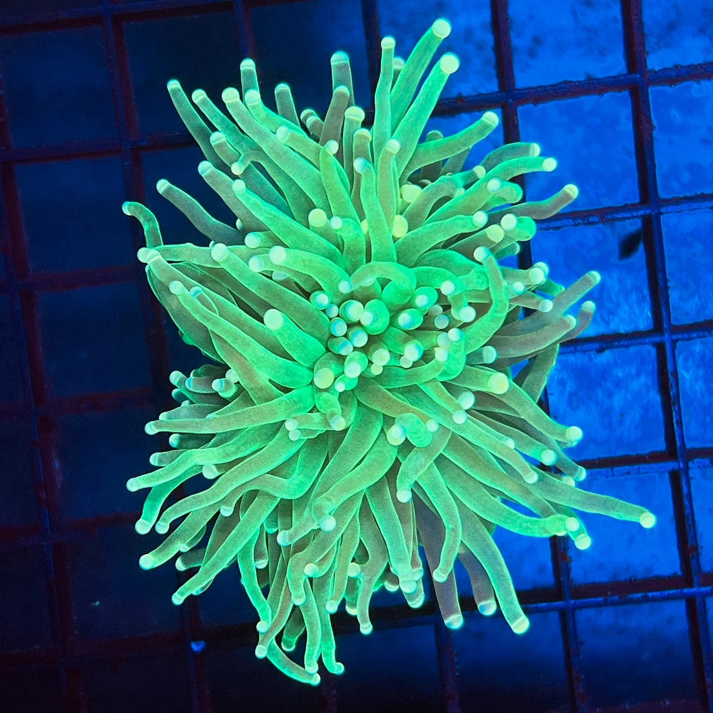 Green Torch