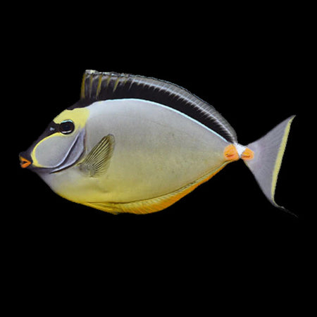 Naso Tang