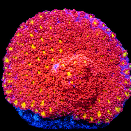 Sunburst Micro Goniopora