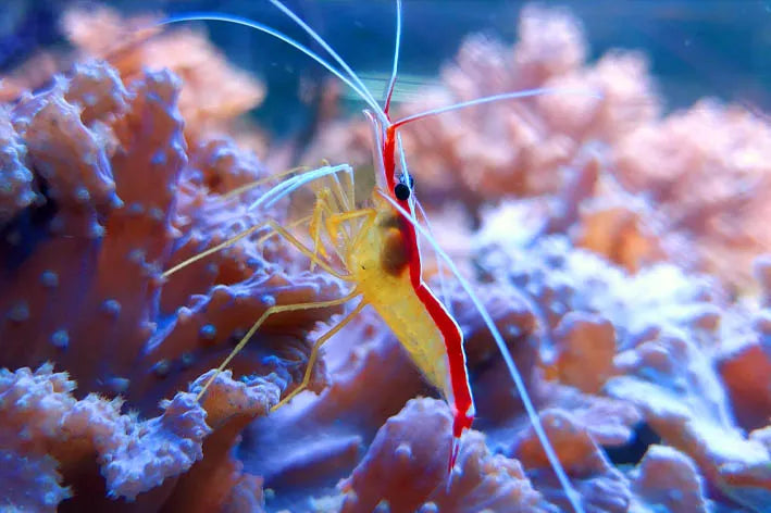 Cleaner Shrimp