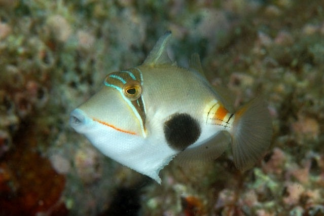Bursa Triggerfish
