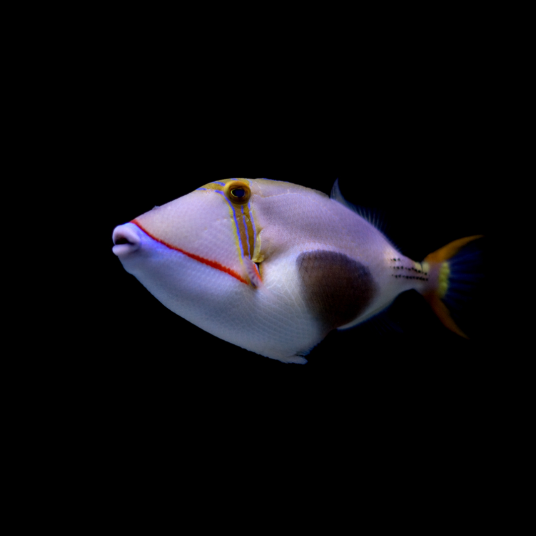 Bursa Triggerfish