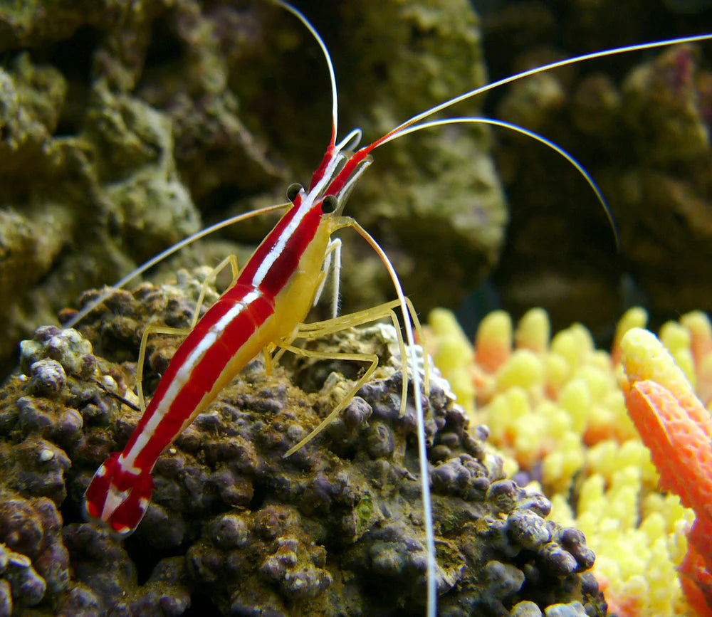 Cleaner Shrimp
