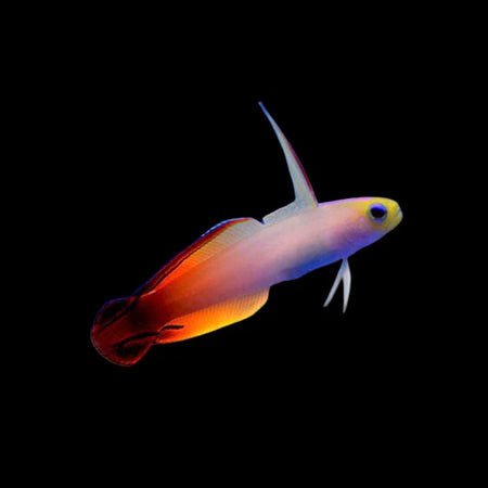 Firefish Goby