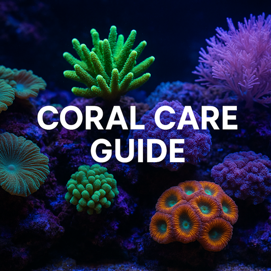 Coral Care Guide