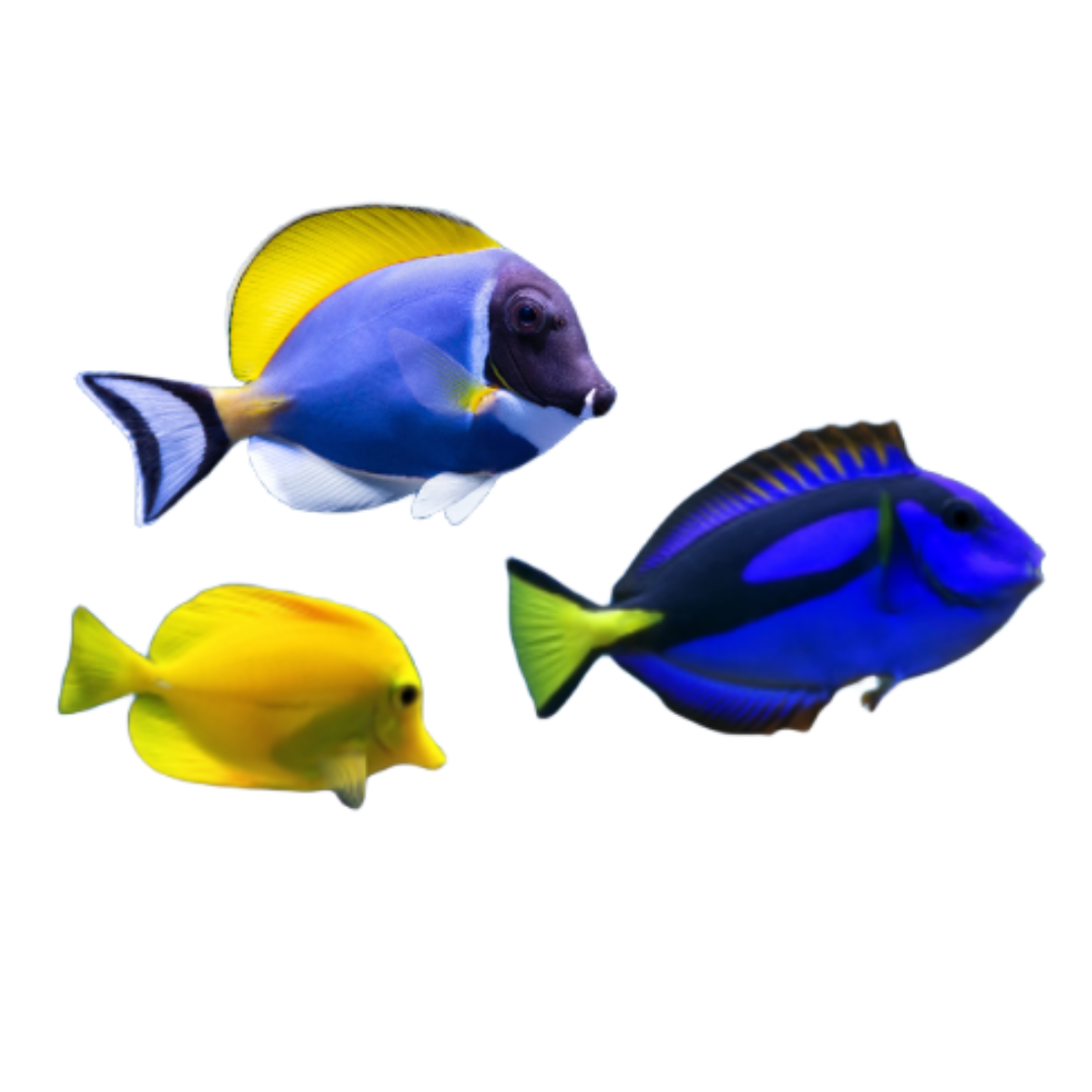 Saltwater Fish for Sale Online | DeepReef – Deep Reef