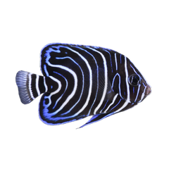 Angelfish