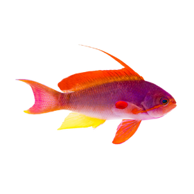 Anthias