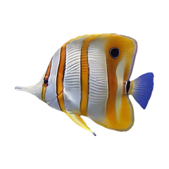 Butterflyfish