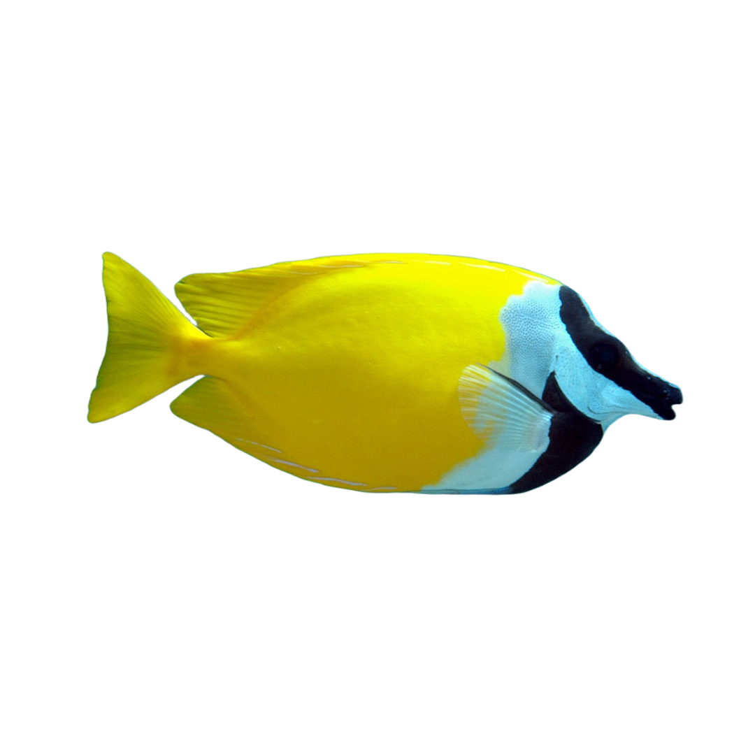 Rabbitfish – Deep Reef