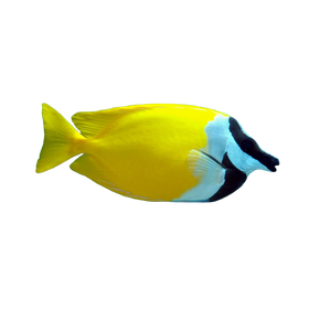 Rabbitfish