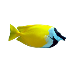 Rabbitfish