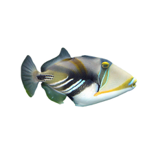 Triggerfish