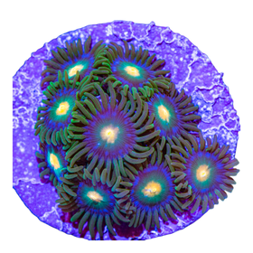 Zoanthids