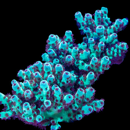 Booberry Acropora