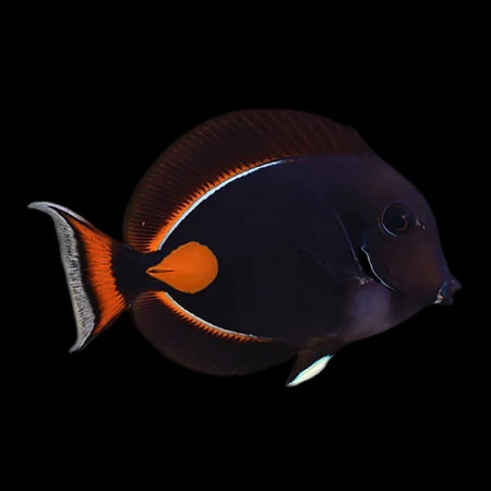 Achilles Tang