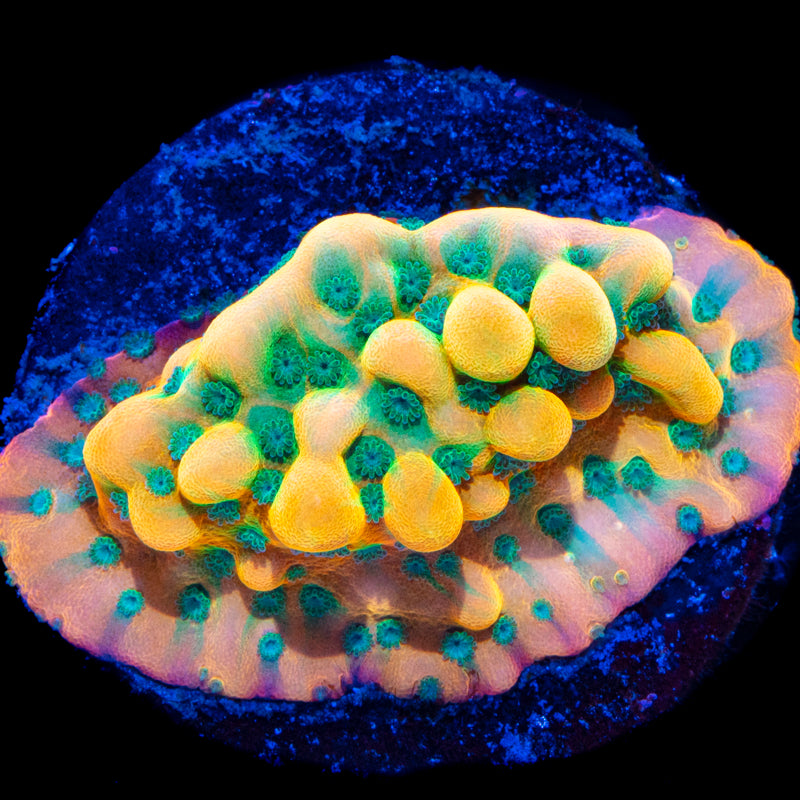 Beach Bum Montipora