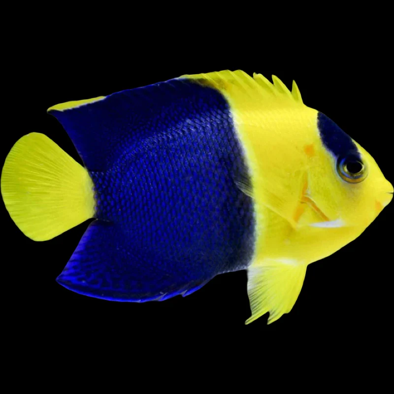 Bicolor Angelfish