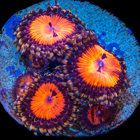 Bloodsucker Zoanthids