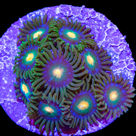 Blowpop Zoanthids