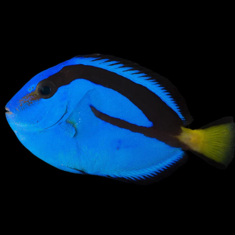 Blue Hippo Tang