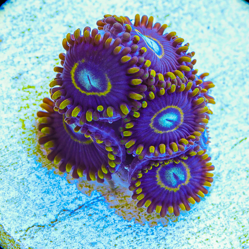 Blue Hornet Zoanthids