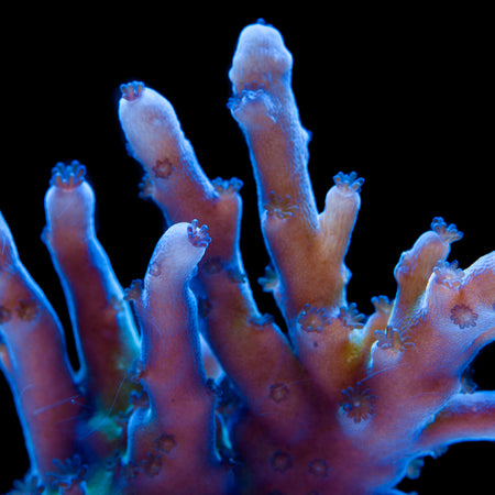 Blueberry Fields Acropora