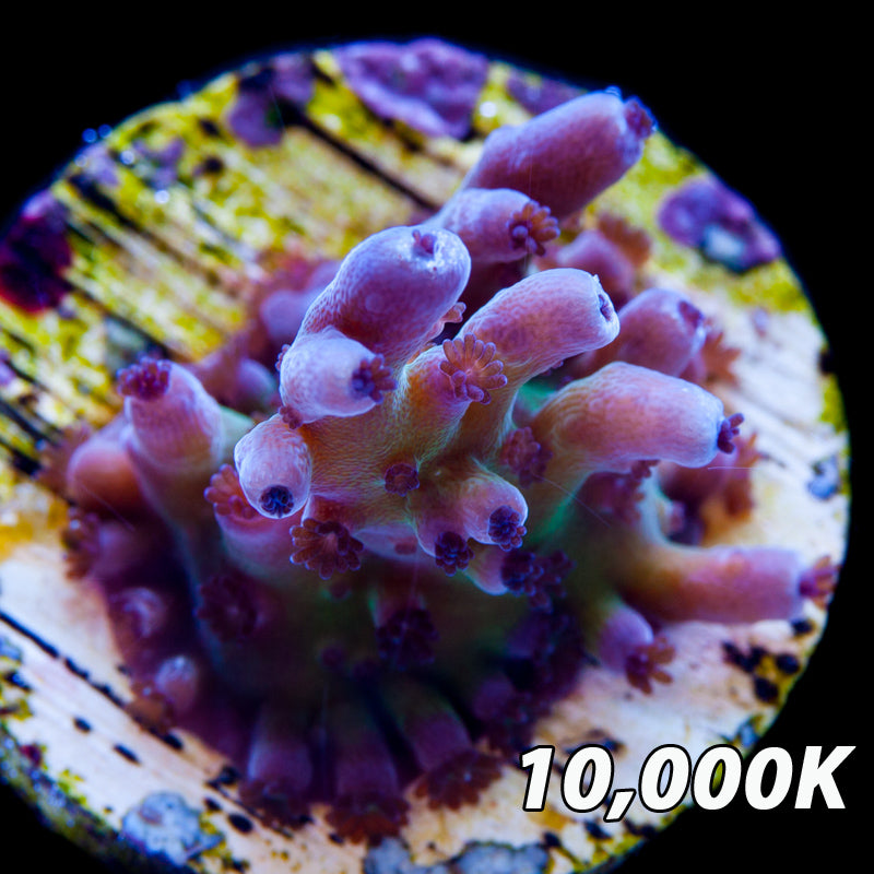 Blueberry Fields Acropora