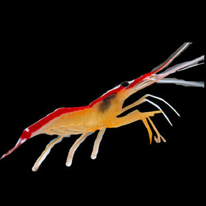 Cleaner Shrimp