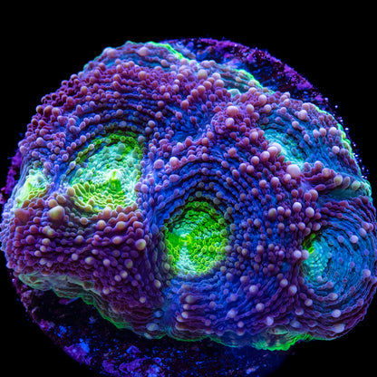 Cool Runnings Acanthastrea echinata