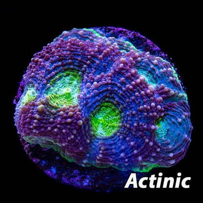 Cool Runnings Acanthastrea echinata