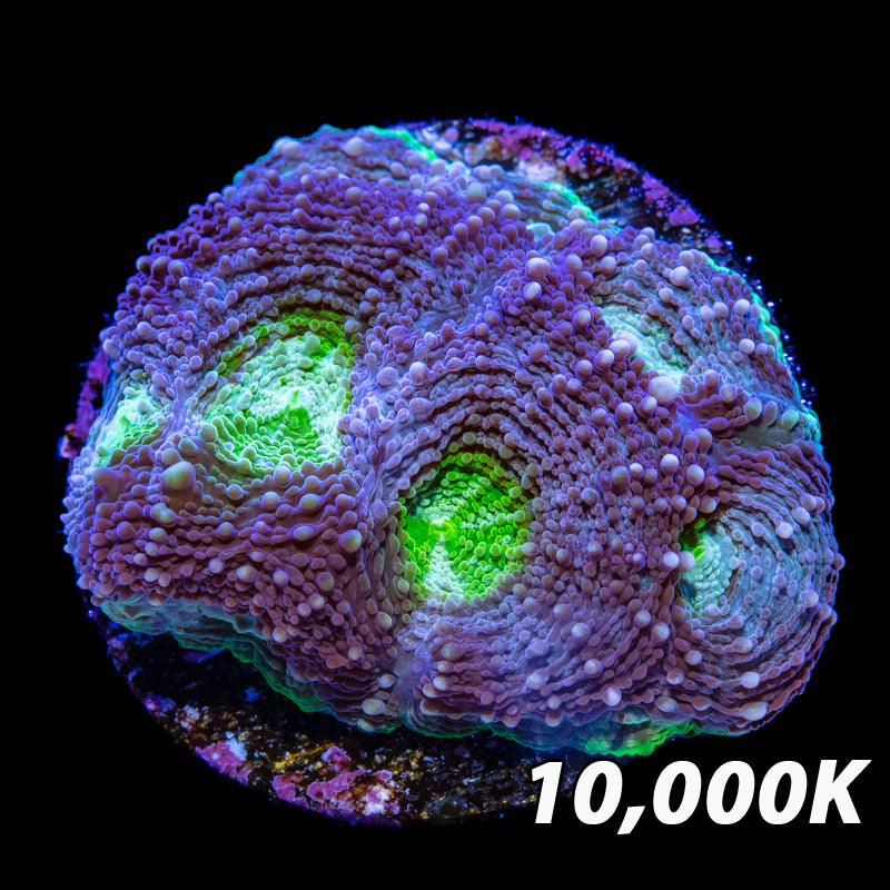 Cool Runnings Acanthastrea echinata