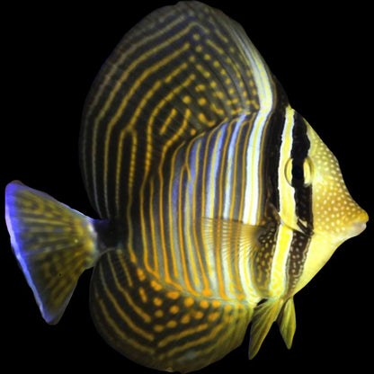 Desjardini Sailfin Tang