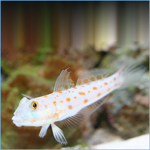 Diamond Goby