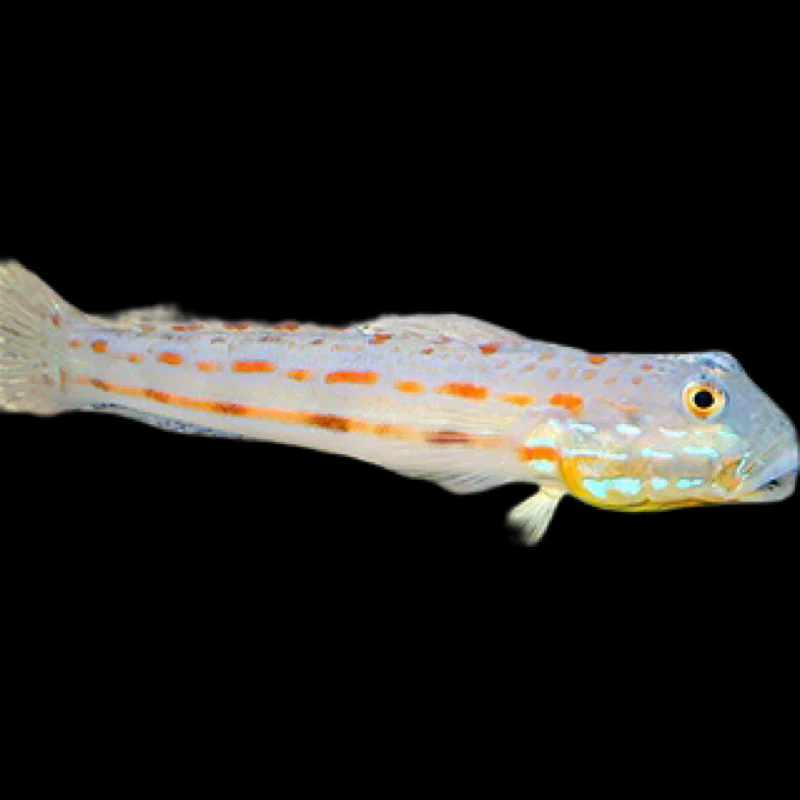 Diamond Goby