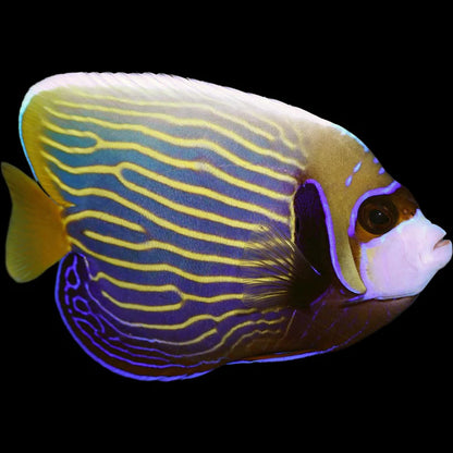 Emperor Angelfish