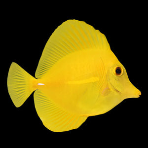 Hawaii Yellow Tang