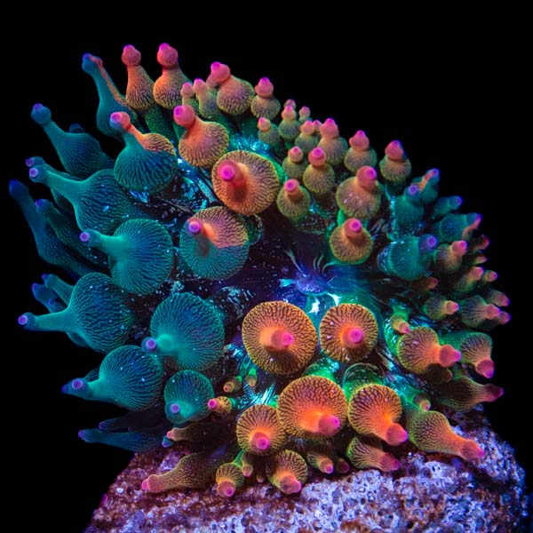 Nexus Burst Bubble Tip Anemone