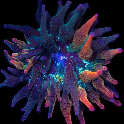 Nexus Burst Bubble Tip Anemone