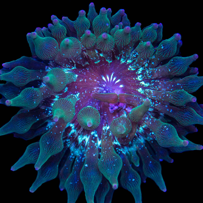 Nexus Joker Bubble Tip Anemone