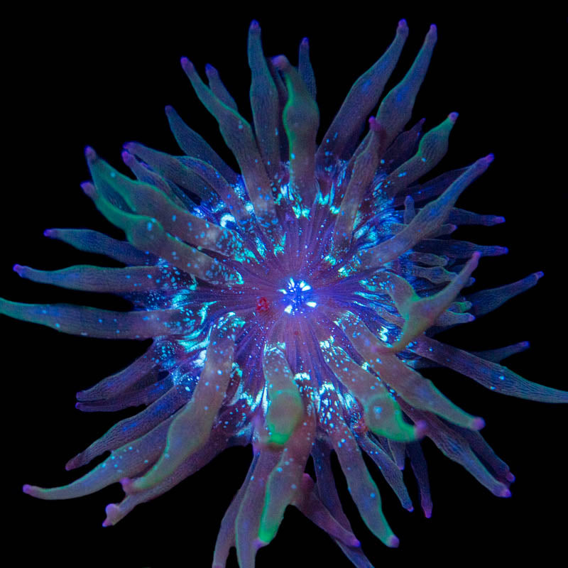 Nexus Joker Bubble Tip Anemone