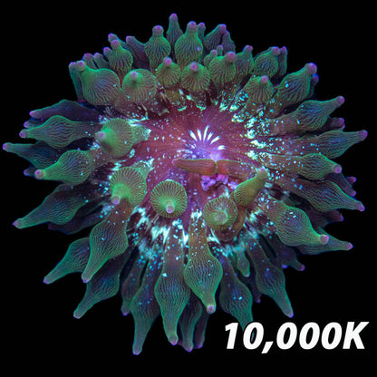 Nexus Joker Bubble Tip Anemone