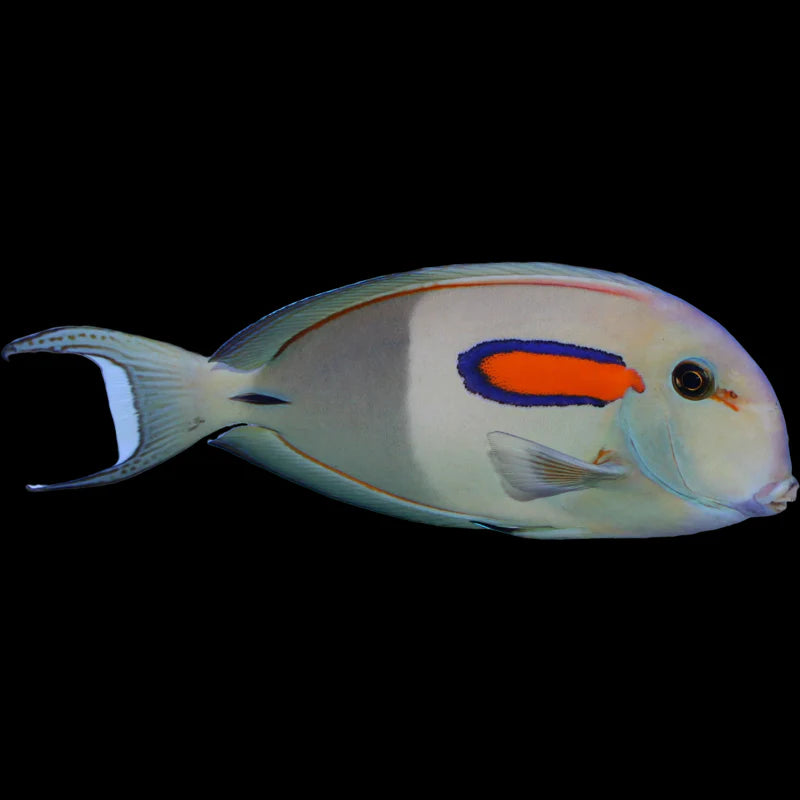 Orange Shoulder Tang