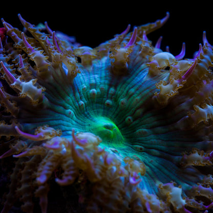 Pacific Green Flower Anemone