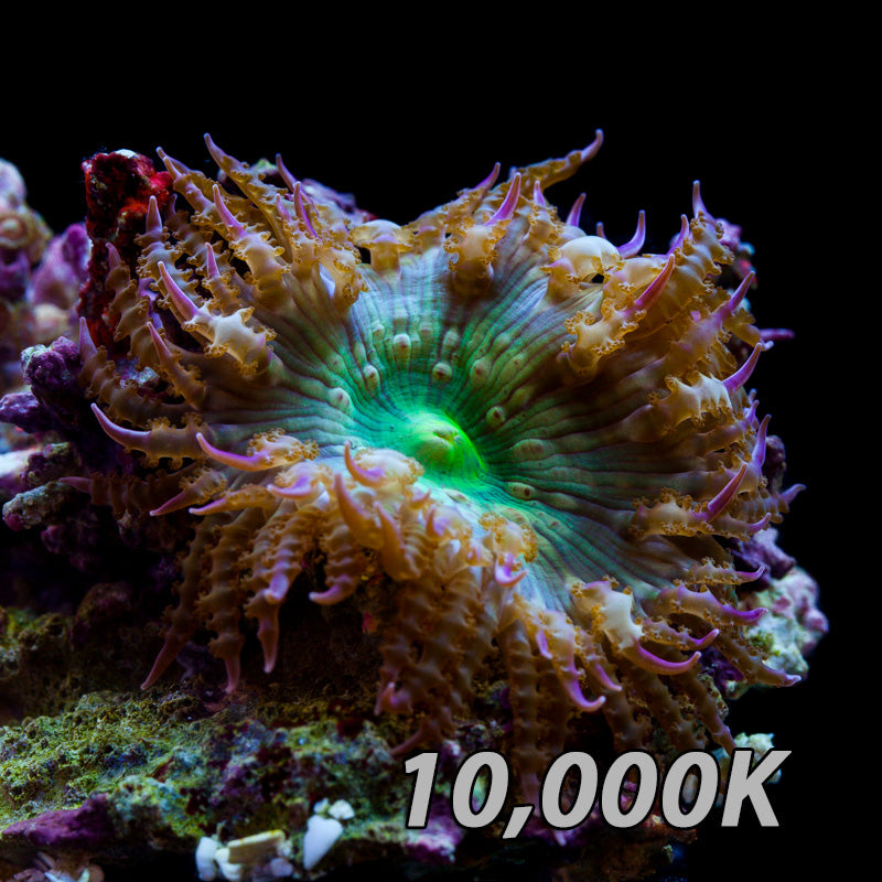 Pacific Green Flower Anemone